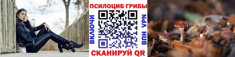 нарко площадка формула  Новоалександровск  Галлюциногенные грибы Psilocybine cubensis 