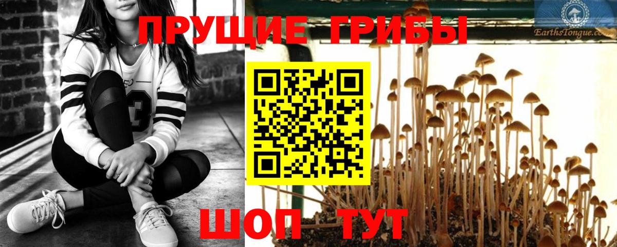 Новоалександровск  Псилоцибиновые грибы GOLDEN TEACHER  Вход с VPN 